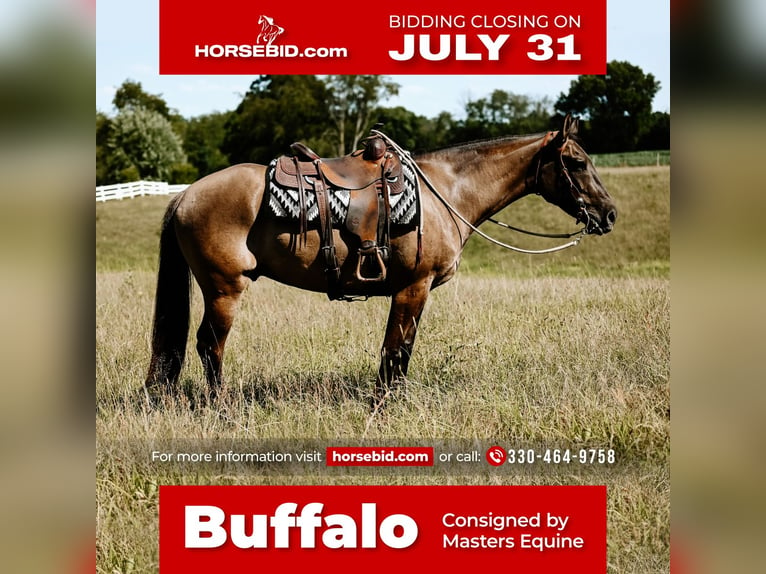 American Quarter Horse Castrone 7 Anni 163 cm Grullo in Dalton, OH