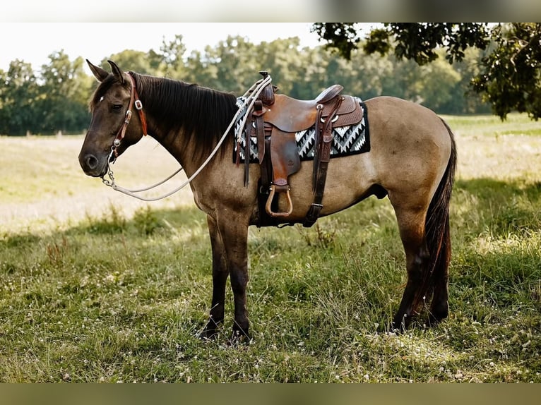 American Quarter Horse Castrone 7 Anni 163 cm Grullo in Dalton, OH