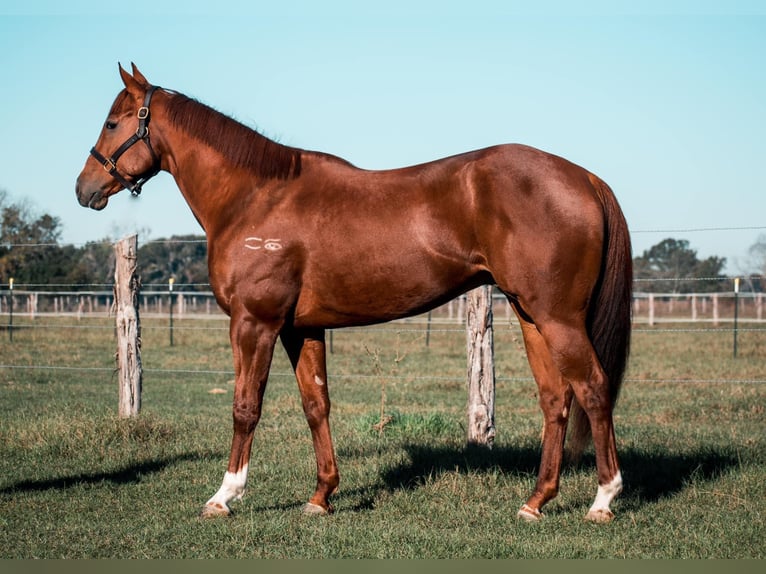 American Quarter Horse Castrone 7 Anni 163 cm in Alexandria