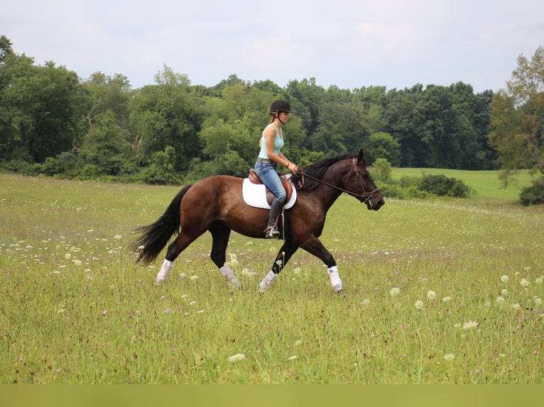 American Quarter Horse Castrone 7 Anni 163 cm Morello in Highland MI