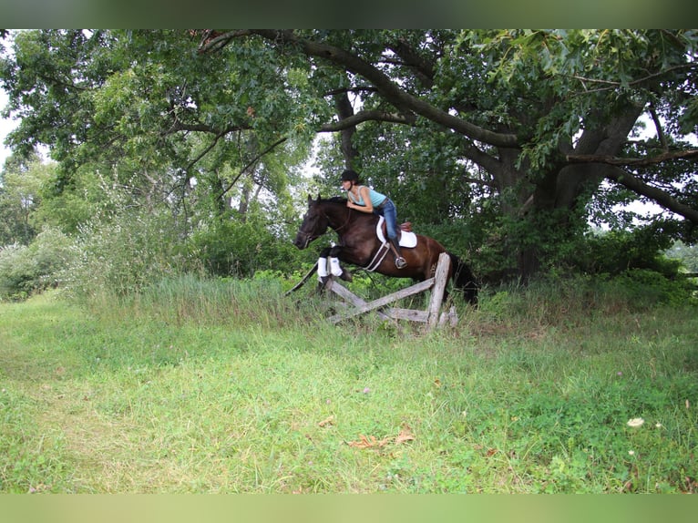 American Quarter Horse Castrone 7 Anni 163 cm Morello in Highland MI