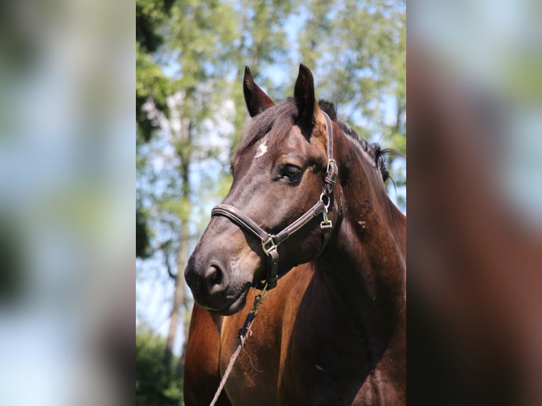 American Quarter Horse Castrone 7 Anni 163 cm Morello in Highland MI