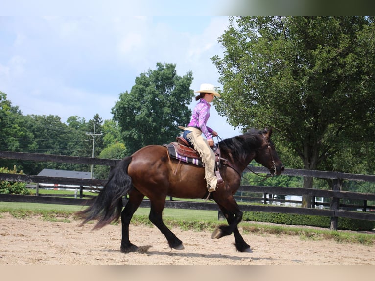 American Quarter Horse Castrone 7 Anni 163 cm Morello in Highland MI