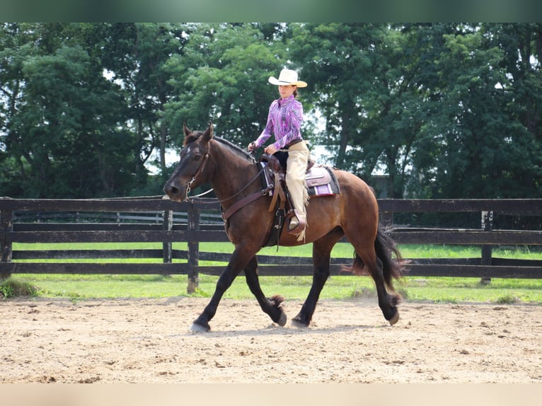 American Quarter Horse Castrone 7 Anni 163 cm Morello in Highland MI