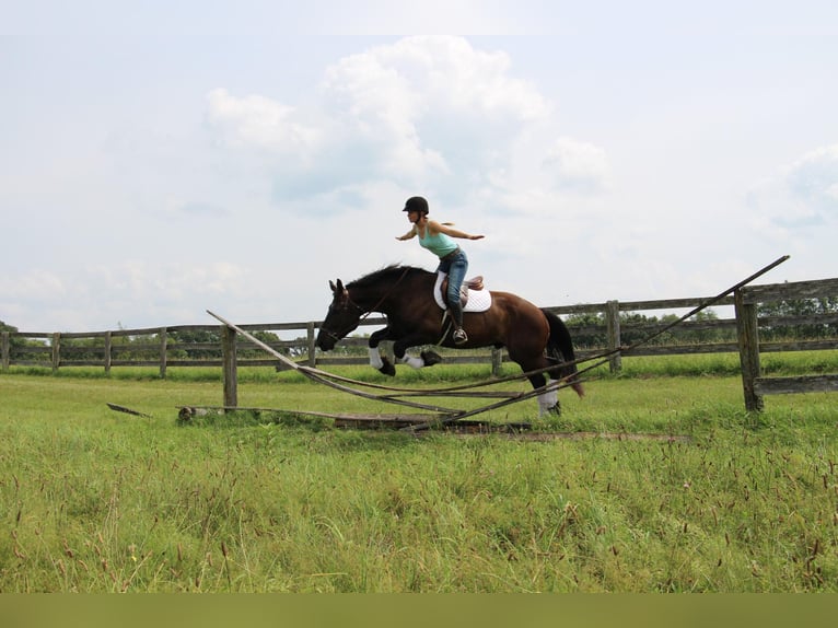 American Quarter Horse Castrone 7 Anni 163 cm Morello in Highland MI