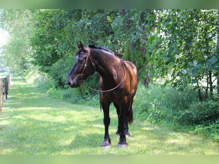 American Quarter Horse Castrone 7 Anni 163 cm Morello in Highland MI