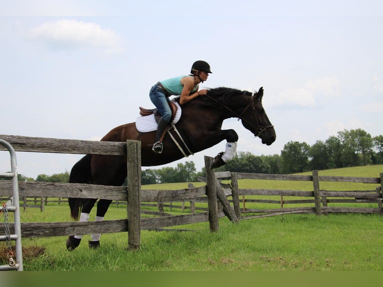 American Quarter Horse Castrone 7 Anni 163 cm Morello in Highland MI