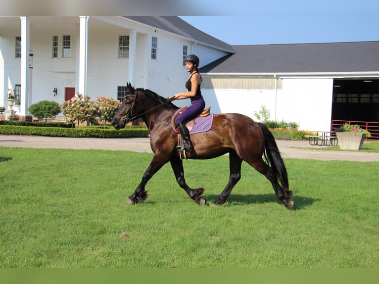 American Quarter Horse Castrone 7 Anni 163 cm Morello in Highland MI