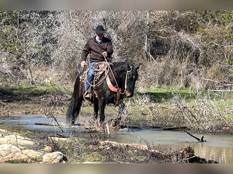 American Quarter Horse Castrone 7 Anni 163 cm Morello in Jacksboro TX