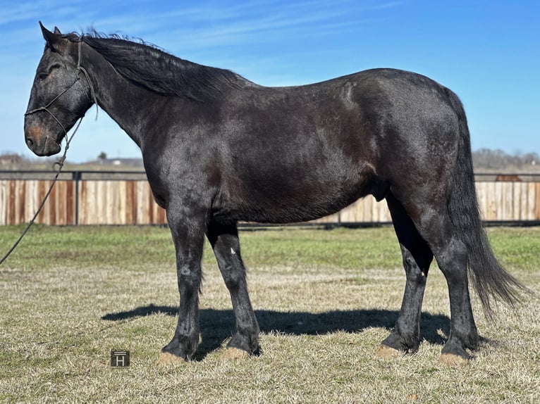 American Quarter Horse Castrone 7 Anni 163 cm Morello in Jacksboro TX