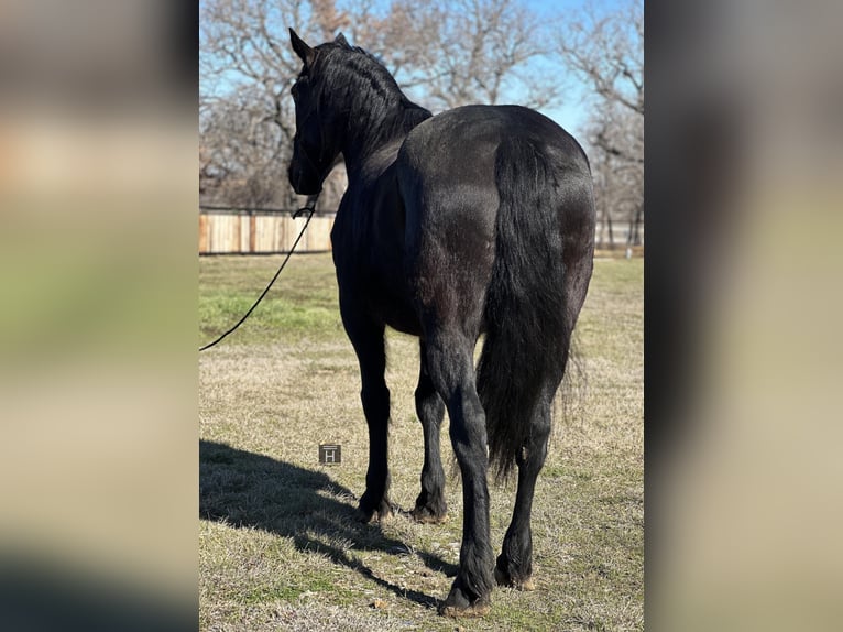 American Quarter Horse Castrone 7 Anni 163 cm Morello in Jacksboro TX