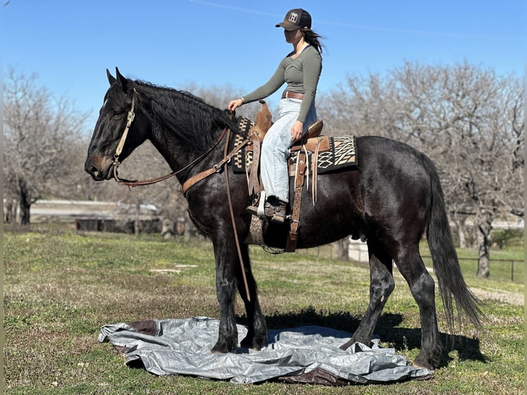 American Quarter Horse Castrone 7 Anni 163 cm Morello in Jacksboro TX