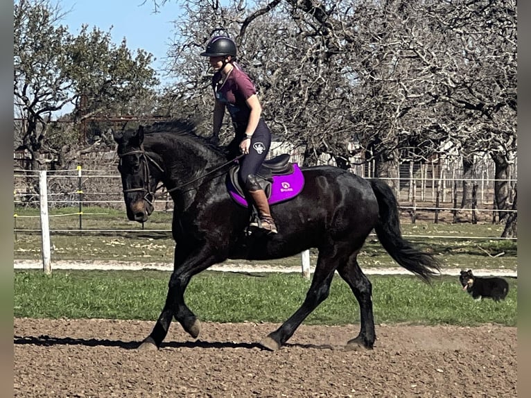 American Quarter Horse Castrone 7 Anni 163 cm Morello in Jacksboro TX