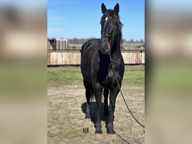 American Quarter Horse Castrone 7 Anni 163 cm Morello in Jacksboro TX