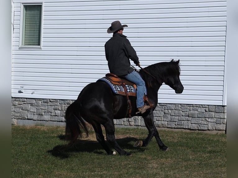 American Quarter Horse Castrone 7 Anni 163 cm Morello in Mount Vernon