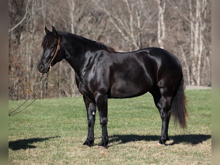 American Quarter Horse Castrone 7 Anni 163 cm Morello in Mount Vernon