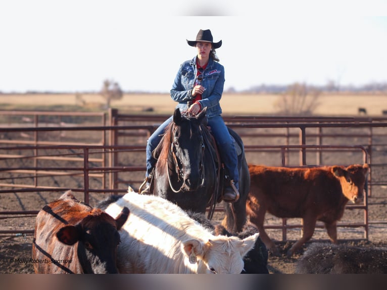 American Quarter Horse Castrone 7 Anni 163 cm Morello in Baxter Springs