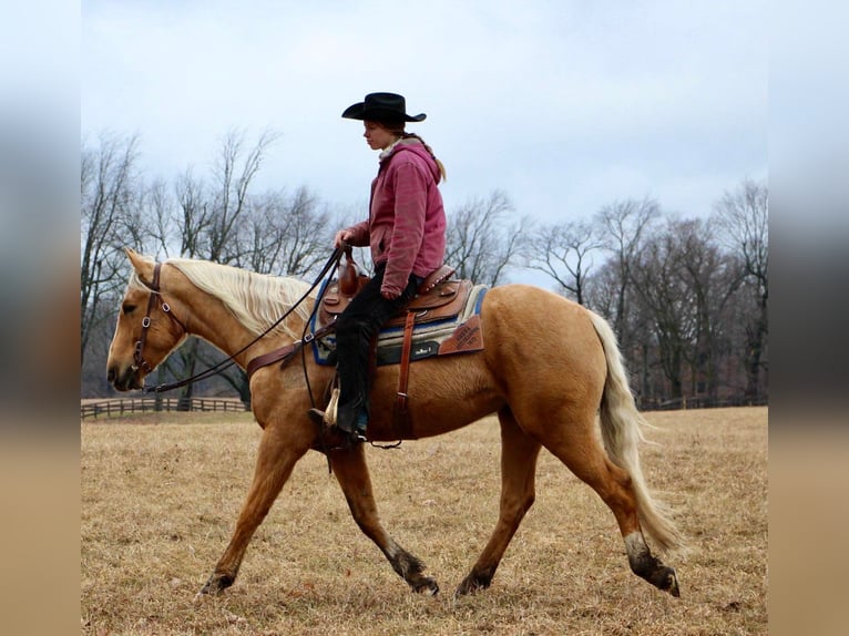 American Quarter Horse Castrone 7 Anni 163 cm Palomino in Highland Mi