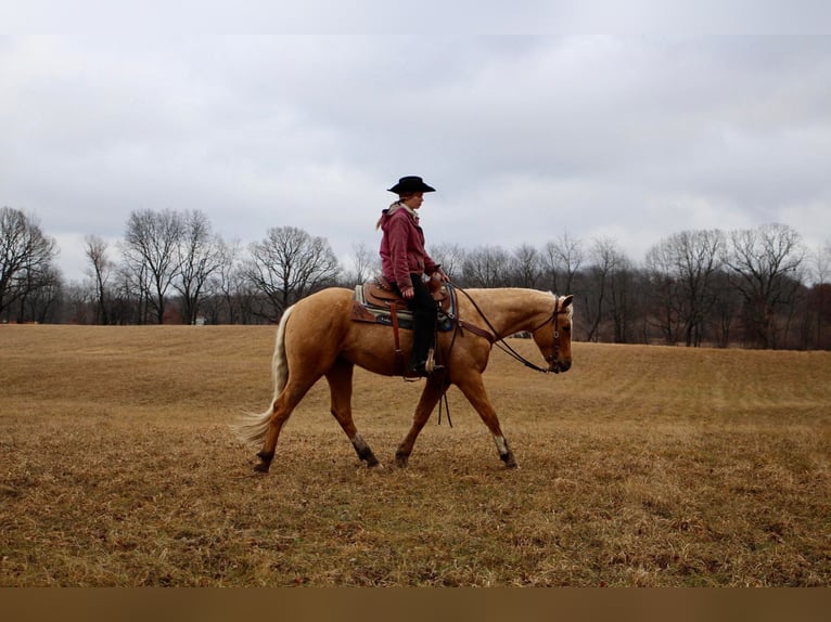 American Quarter Horse Castrone 7 Anni 163 cm Palomino in Highland Mi