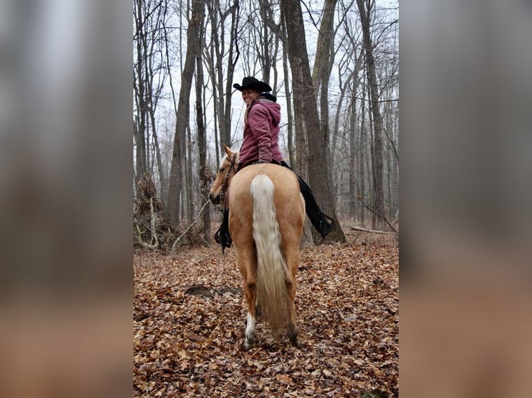 American Quarter Horse Castrone 7 Anni 163 cm Palomino in Highland Mi