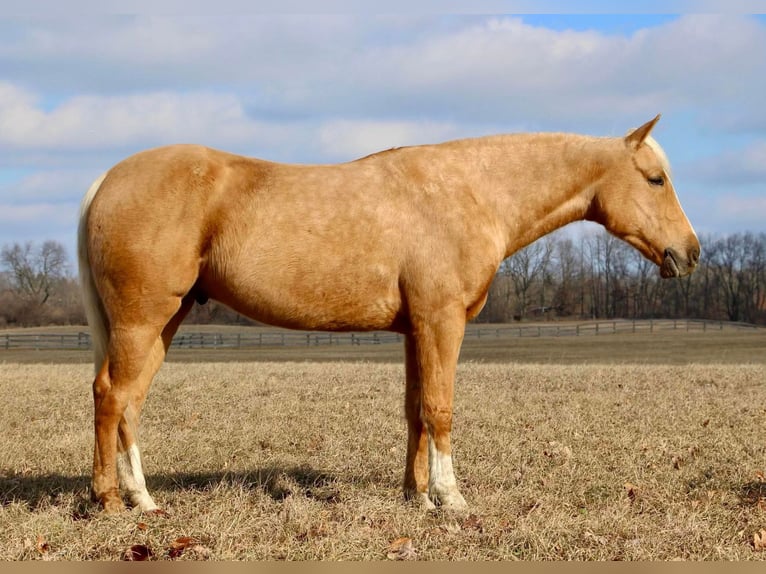 American Quarter Horse Castrone 7 Anni 163 cm Palomino in Highland Mi