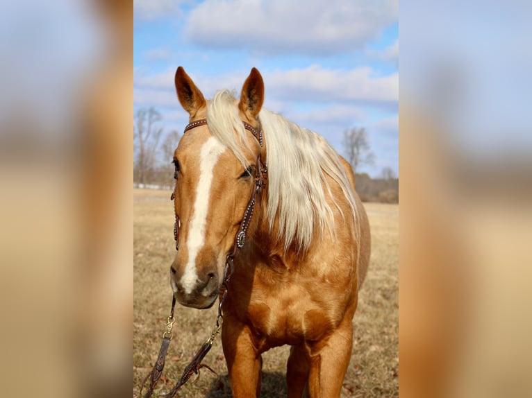 American Quarter Horse Castrone 7 Anni 163 cm Palomino in Highland Mi