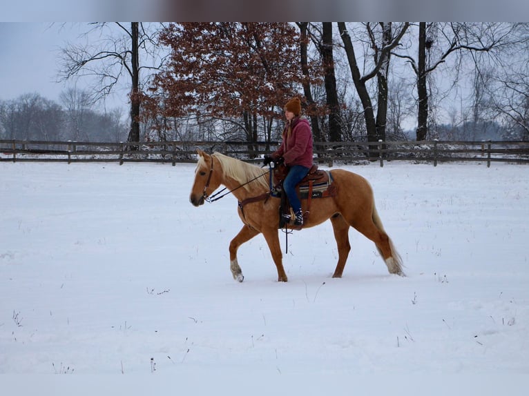 American Quarter Horse Castrone 7 Anni 163 cm Palomino in Highland Mi