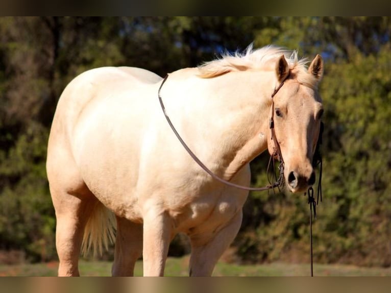 American Quarter Horse Castrone 7 Anni 163 cm Palomino in Dennis, TX