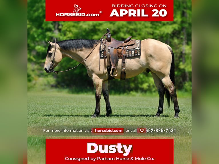 American Quarter Horse Castrone 7 Anni 163 cm Pelle di daino in Amory