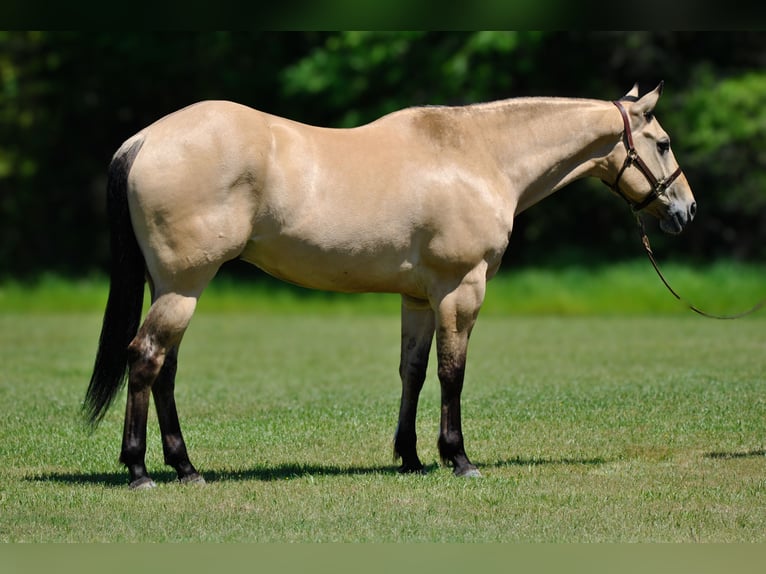 American Quarter Horse Castrone 7 Anni 163 cm Pelle di daino in Amory