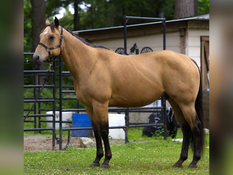 American Quarter Horse Castrone 7 Anni 163 cm Pelle di daino in BC, Canada