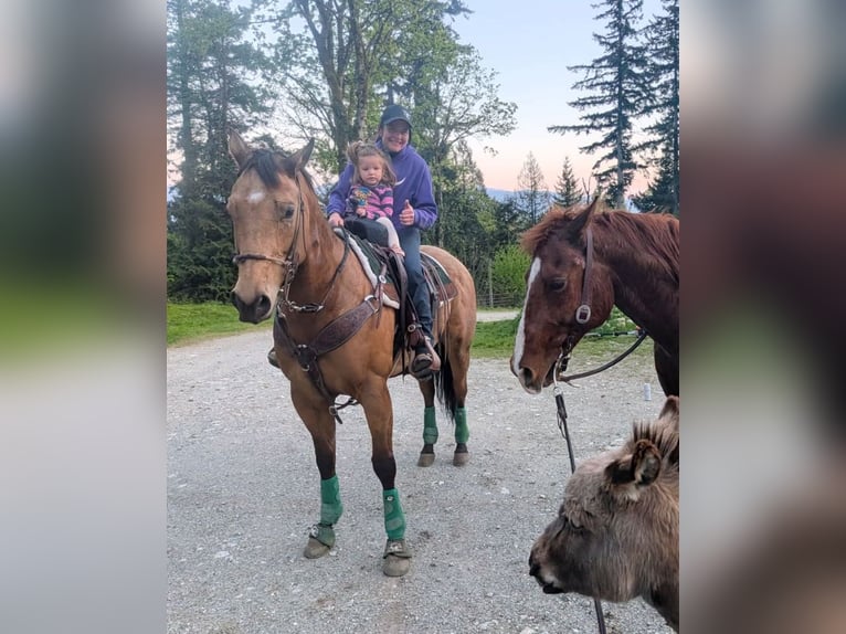 American Quarter Horse Castrone 7 Anni 163 cm Pelle di daino in BC, Canada