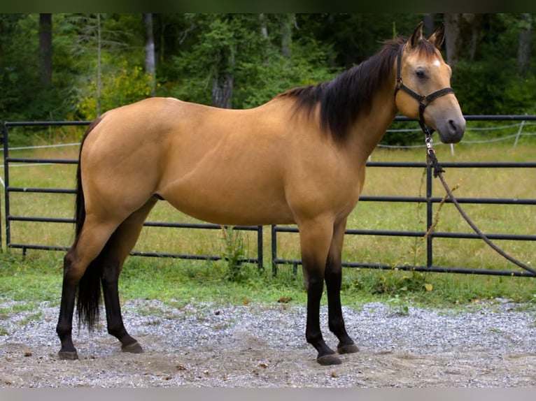 American Quarter Horse Castrone 7 Anni 163 cm Pelle di daino in BC, Canada