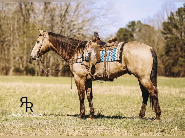 American Quarter Horse Castrone 7 Anni 163 cm Pelle di daino in Lyles, TN
