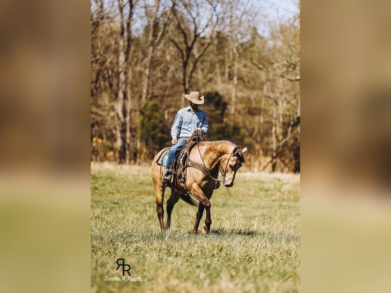 American Quarter Horse Castrone 7 Anni 163 cm Pelle di daino in Lyles, TN