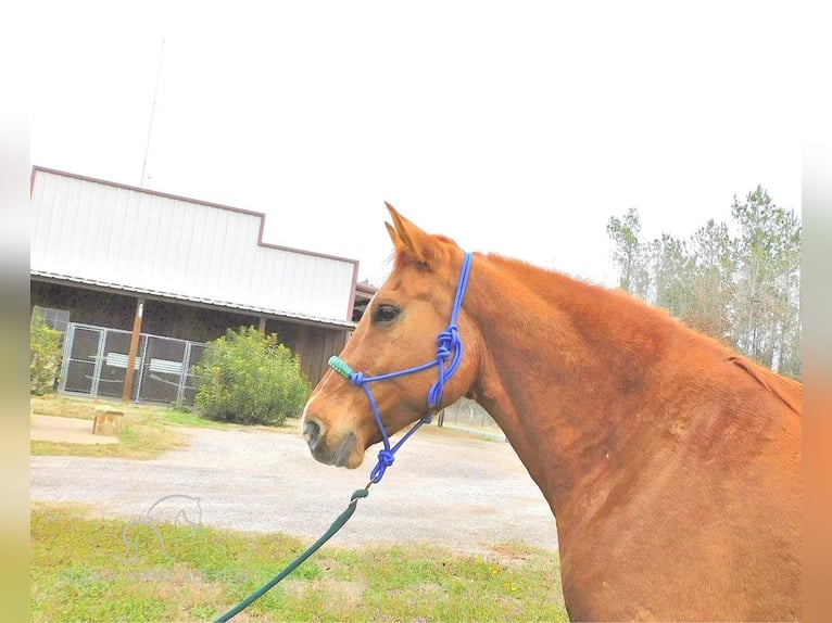 American Quarter Horse Castrone 7 Anni 163 cm Red dun in New Summerfield, TX