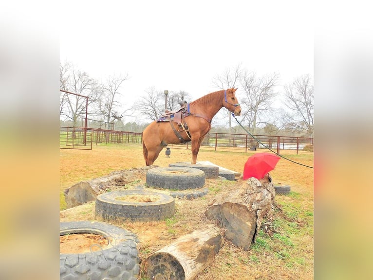 American Quarter Horse Castrone 7 Anni 163 cm Red dun in New Summerfield, TX