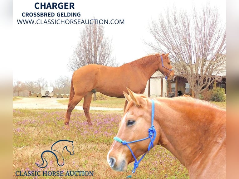 American Quarter Horse Castrone 7 Anni 163 cm Red dun in New Summerfield, TX