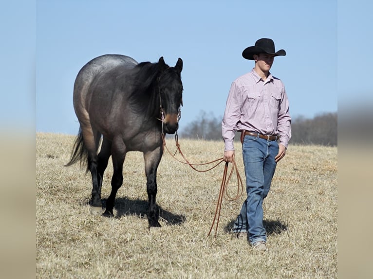 American Quarter Horse Castrone 7 Anni 163 cm Roano blu in Mount vernon KY