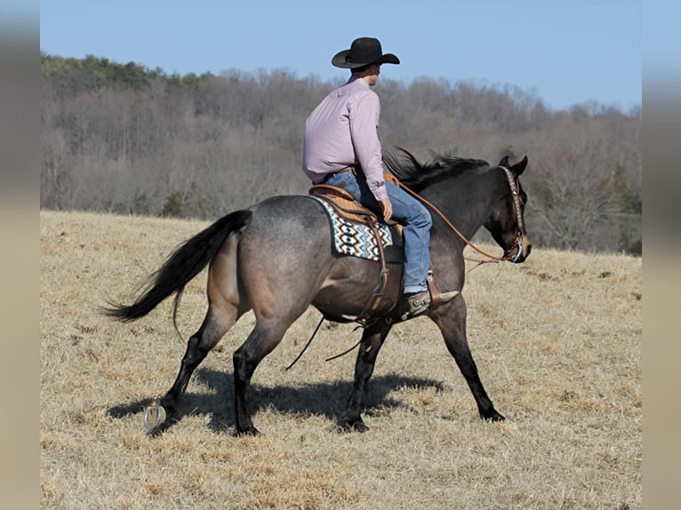 American Quarter Horse Castrone 7 Anni 163 cm Roano blu in Mount vernon KY