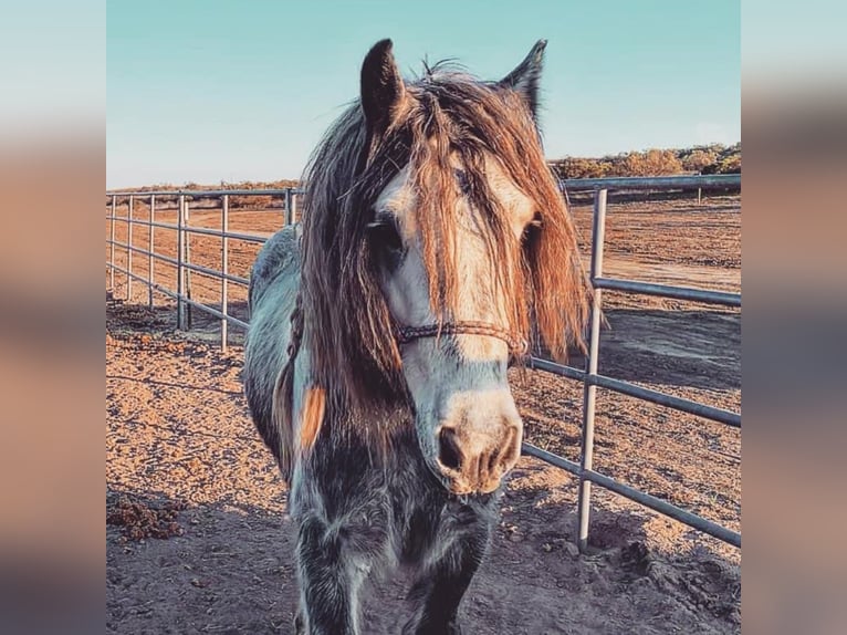 American Quarter Horse Castrone 7 Anni 163 cm Roano blu in Mount Vernon KY