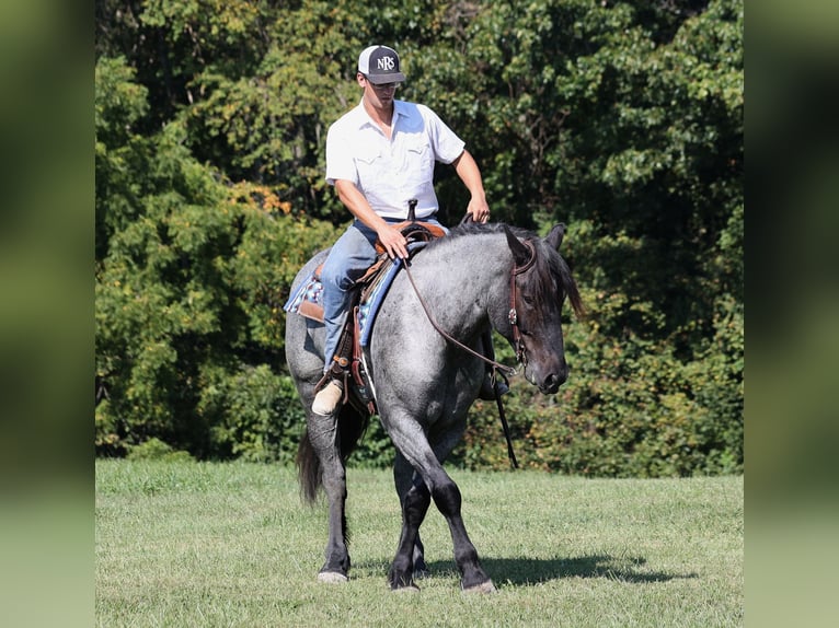 American Quarter Horse Castrone 7 Anni 163 cm Roano blu in Mount Vernon