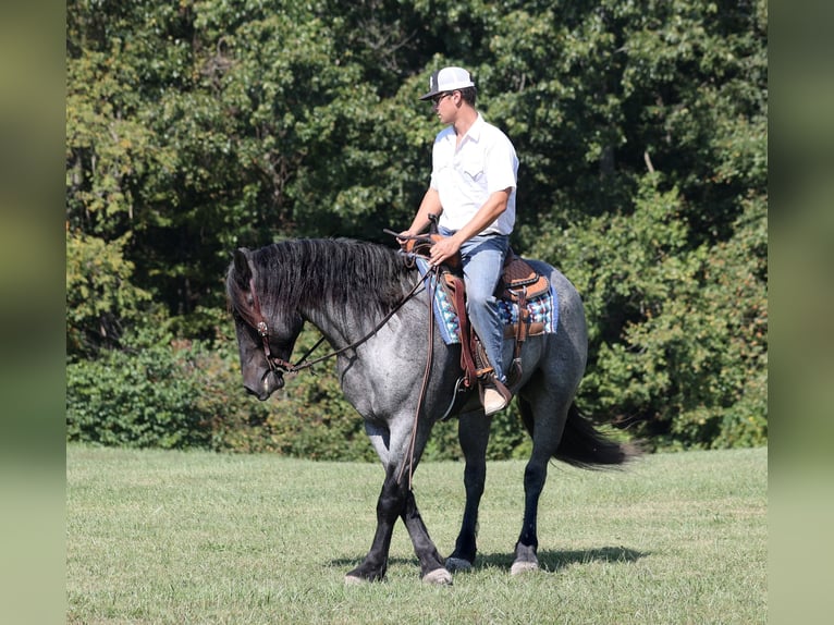 American Quarter Horse Castrone 7 Anni 163 cm Roano blu in Mount Vernon