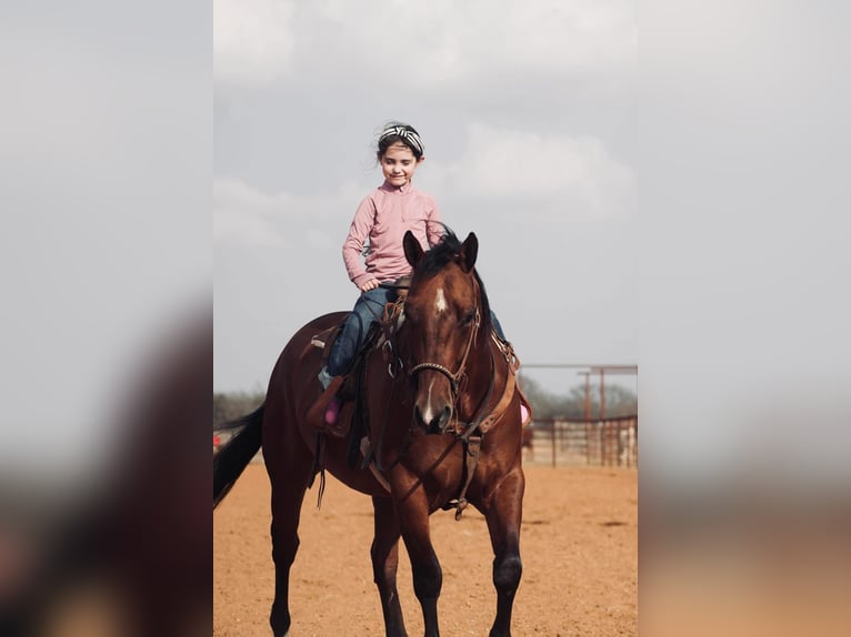 American Quarter Horse Mix Castrone 7 Anni 163 cm Sauro ciliegia in Fort Worth Texas