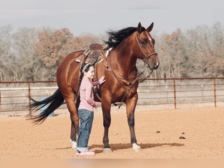 American Quarter Horse Mix Castrone 7 Anni 163 cm Sauro ciliegia in Fort Worth Texas