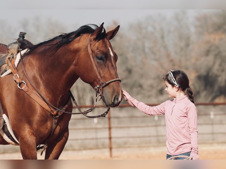 American Quarter Horse Mix Castrone 7 Anni 163 cm Sauro ciliegia in Fort Worth Texas