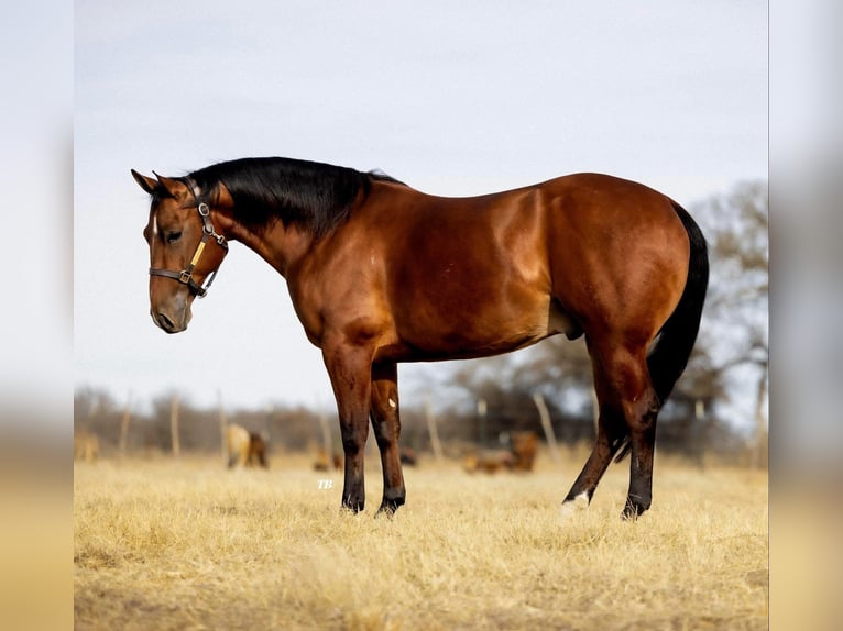 American Quarter Horse Mix Castrone 7 Anni 163 cm Sauro ciliegia in Fort Worth Texas