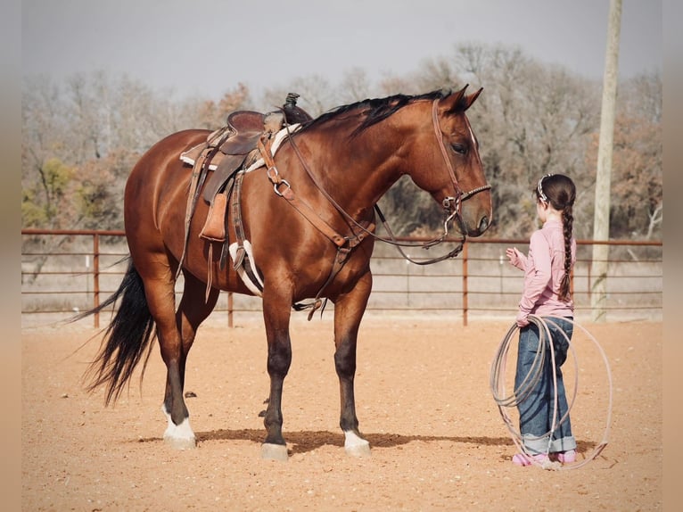 American Quarter Horse Mix Castrone 7 Anni 163 cm Sauro ciliegia in Fort Worth Texas