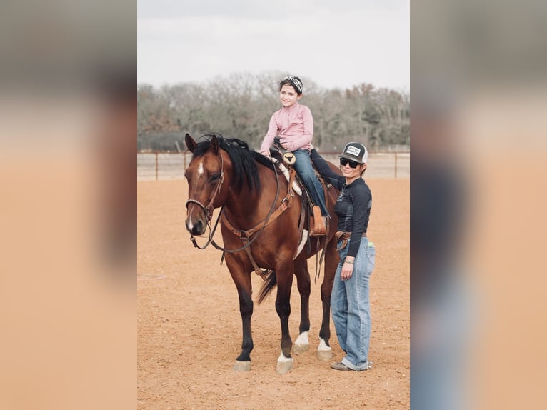 American Quarter Horse Mix Castrone 7 Anni 163 cm Sauro ciliegia in Fort Worth Texas