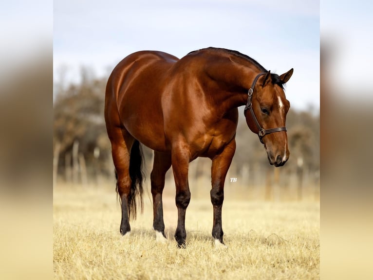 American Quarter Horse Mix Castrone 7 Anni 163 cm Sauro ciliegia in Fort Worth Texas